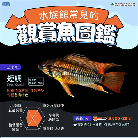 大型觀賞魚圖鑑